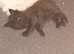 1 white male 1 brown tabby female maincoon looking for his forever home