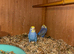 Rainbow Budgies’s for sale