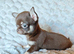 Tiny Russian Chihuahua babies