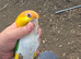 Caiques