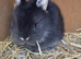 Rabbits
