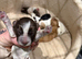5 stunning cocker spaniel puppies