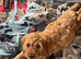 Cockapoo puppy
