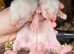 Ferret kits