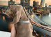 Miniature dachshunds