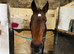 16.2 warmblood mare
