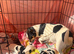 Traditional Jack Russell Puppies