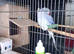breeding pair of Ringnecks