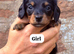 KC Longhair Dachshund Girl Available Now