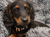 Two female longhair miniature dachshunds