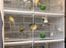 Mixed canary’s available