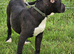 Presa Canario female