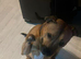 Staffy Cross
