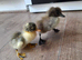 Indian runner cross cayuga ducklings