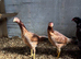 Shamo aseel hint cross hens