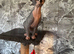 2 Sphynx male kittens ( TICA)