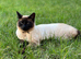 MISSING CAT, DEWSBURY MOOR!