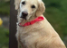 Loving Golden Retriever Looking for a Forever Home