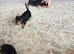 Beautiful smooth small black & tan Jack Russell puppies