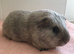 Retired Teddy Sow - Black Sow  & Tweed Boar