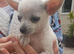 Chihuahua pups
