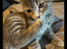 Male grey kitten for sale