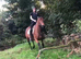 Family horse all-rounder 6yo 16h Irish TB mare