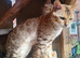 1 beautiful feamle full breed bengal