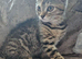 Kittens x British blue shorthairs crossed