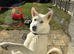 Two yr old shepsky