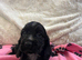 Stunning show type cocker spaniel puppies