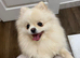 snow-white Pomeranians READY TO GO
