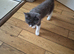 Stunning litter of maincoon x British short hair
