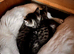 Adorable kittens