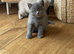 Beautiful British shorthair kittens -Ready now