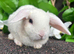 Mini Plush Lops