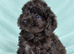 Toy Cockapoo puppies Merle apricot red