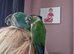 2 year old GCC - £100