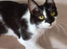 Beautiful Friendly Girl Looking For Loving Home
