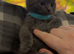 3 beautiful BSH kittens