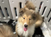 2 Male KC Sable and white Rough Collie Pups