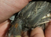 2 Male button quail FREE