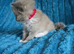 Ragdoll pure bred kittens