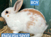 2 baby rabbits one English spot and one mini lop