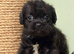 Stunning tiny pugapoo pups