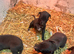 Stunning Lurcher puppies