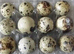 Button & Coturnix Quail eggs