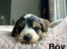 Lovely cockapoo puppies ready on 15th July
