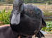 Beautiful Cayuga ducks available