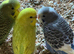Beautiful baby budgies available in a variety of colours.